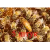 Матка Кордован (Cordovan) (не плодная) – 5 пчеломаток