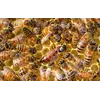Матка. Украинская степная порода пчел. Меченная. Плодная.