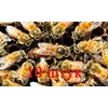 Матка Бакфаст (не плодная) – 10 пчеломаток