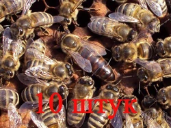 Матка породы Карника (не плодные) - 10 пчеломаток