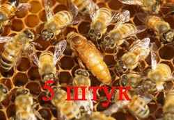 Матка Кордован (Cordovan) (не плодная) – 5 пчеломаток