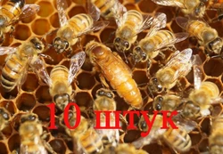 Матка Кордован (Cordovan) (не плодная) – 10 пчеломаток