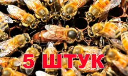 Матка Бакфаст (не плодная) - 5 пчеломаток