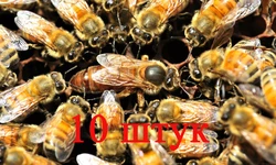 Матка Бакфаст (не плодная) – 10 пчеломаток