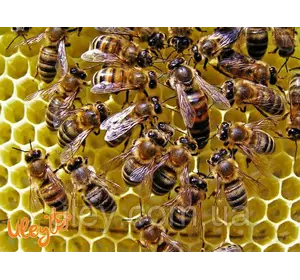 Матка. Украинская степная порода пчел. Меченная. НЕ Плодная